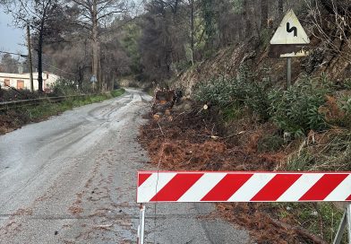 Maltempo su Palermo: un albero si abbatte sulla strada per San Martino delle Scale